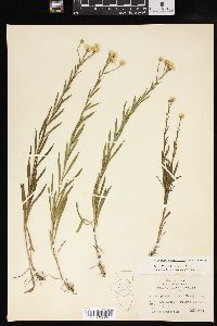 Solidago ptarmicoides image