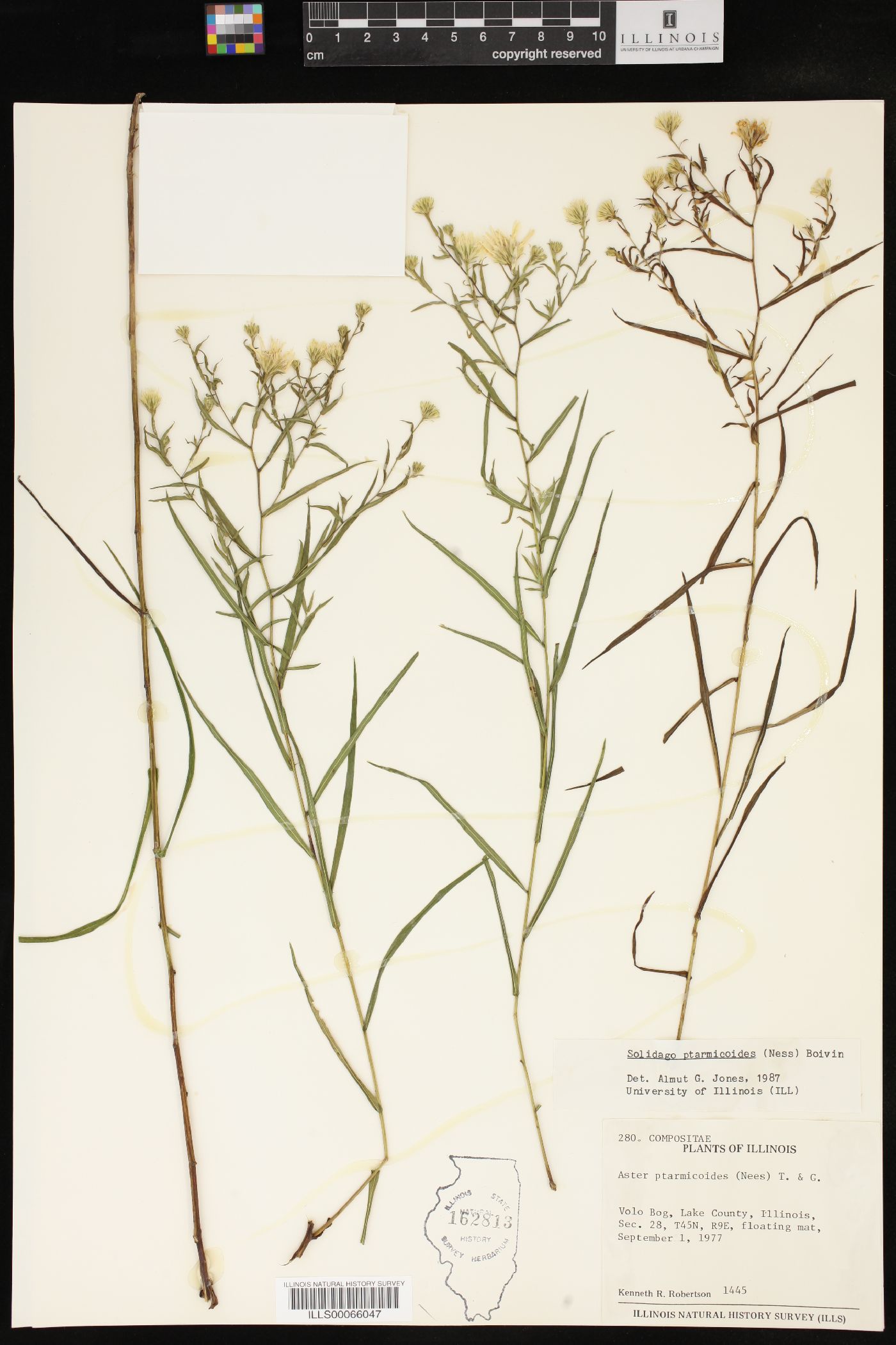 Solidago ptarmicoides image