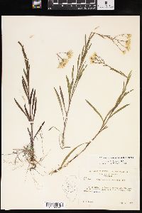 Solidago ptarmicoides image