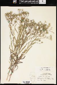 Solidago ptarmicoides image