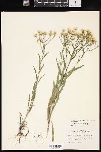 Solidago ptarmicoides image