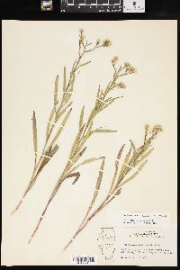 Solidago ptarmicoides image