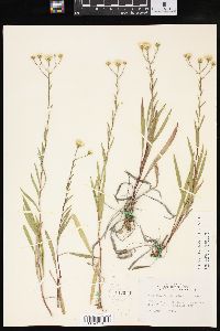 Solidago ptarmicoides image