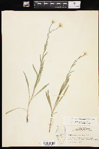 Solidago ptarmicoides image