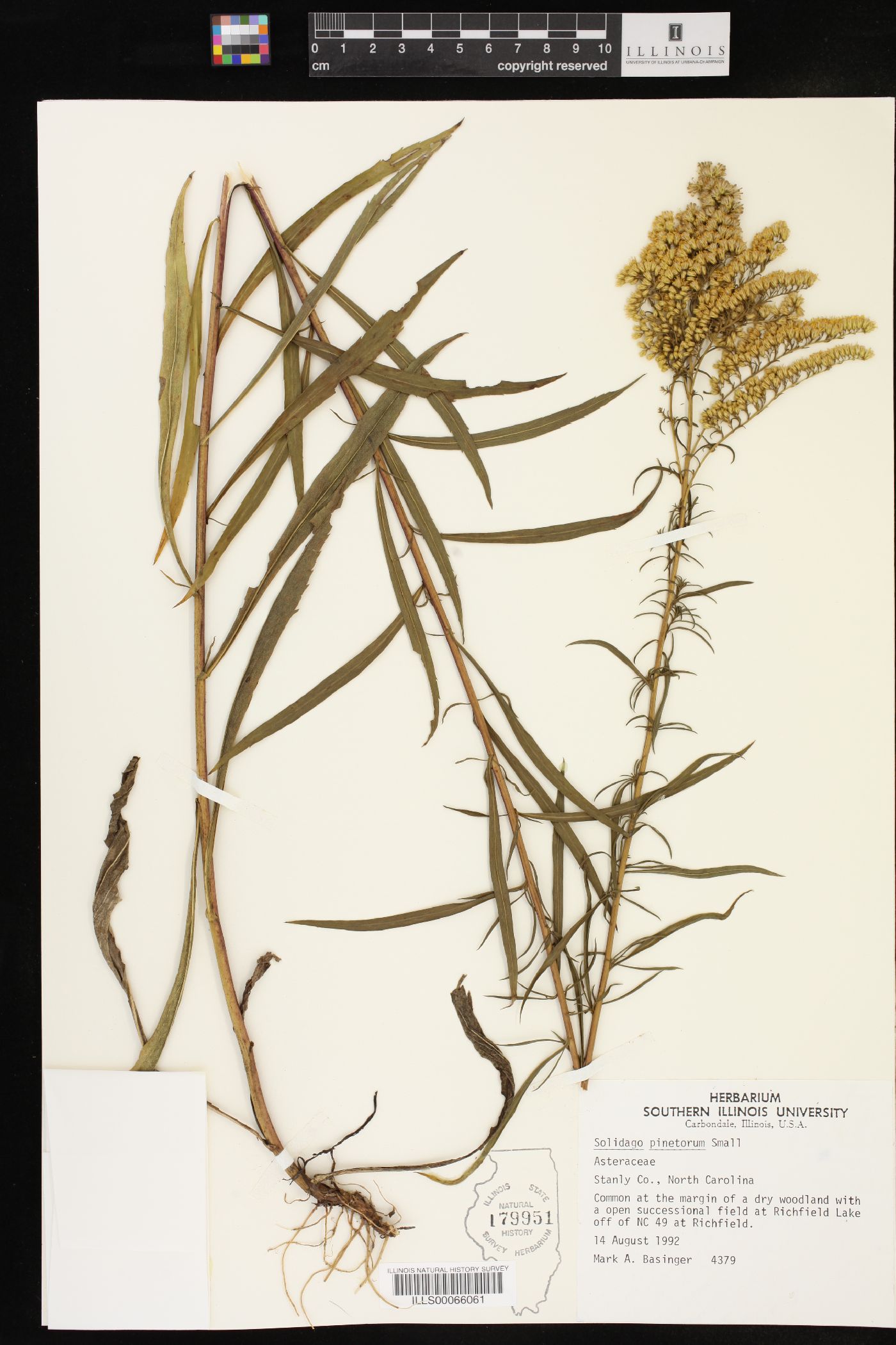 Solidago pinetorum image