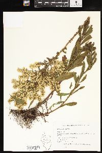 Solidago puberula image