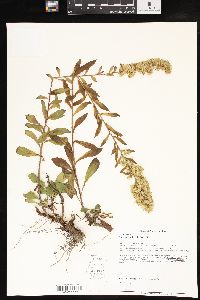 Solidago puberula image