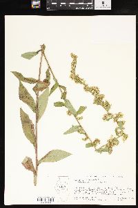 Solidago puberula image