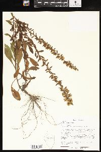 Solidago puberula image