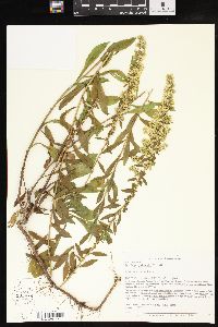 Solidago puberula image