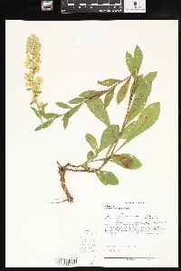 Solidago puberula image