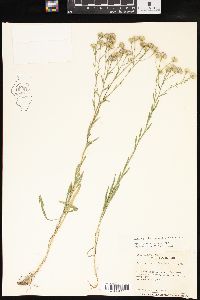 Solidago ptarmicoides image