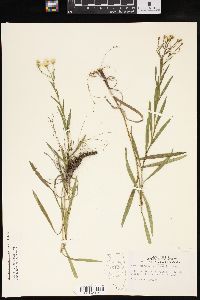 Solidago ptarmicoides image