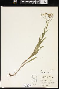 Solidago ptarmicoides image