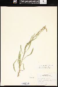 Solidago ptarmicoides image