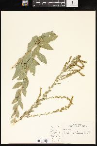 Solidago radula image