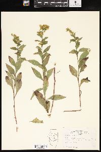 Solidago radula image