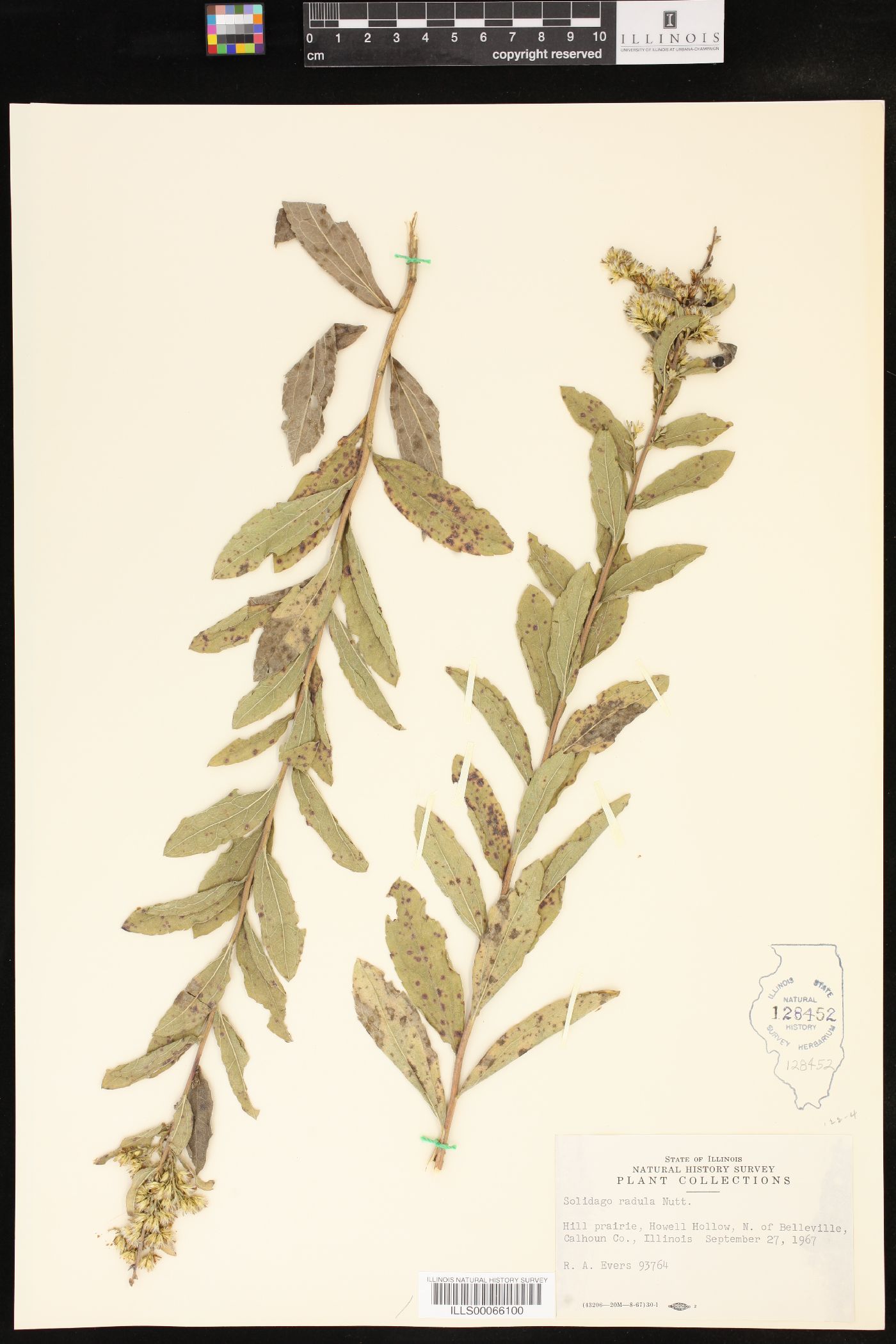 Solidago radula image