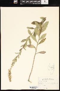 Solidago radula image