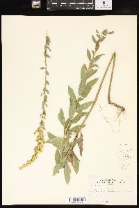 Solidago radula image