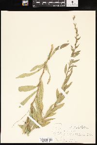 Solidago radula image