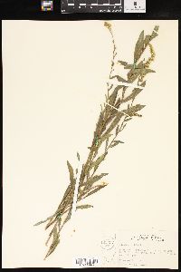 Solidago radula image