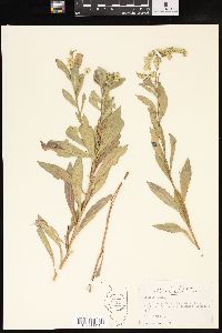 Solidago radula image