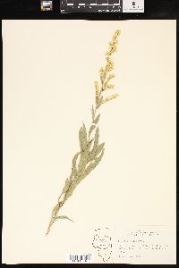 Solidago radula image