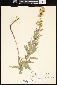 Solidago radula image