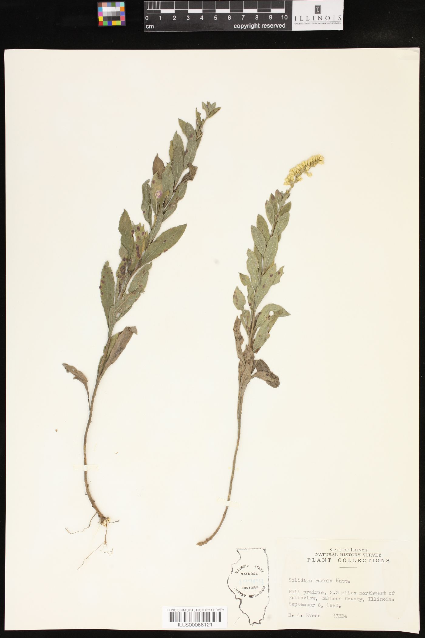 Solidago radula image