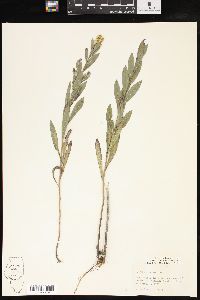 Solidago radula image