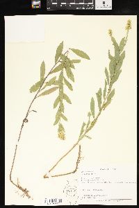 Solidago radula image