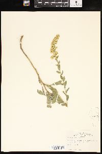 Solidago radula image