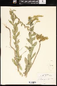 Solidago radula image