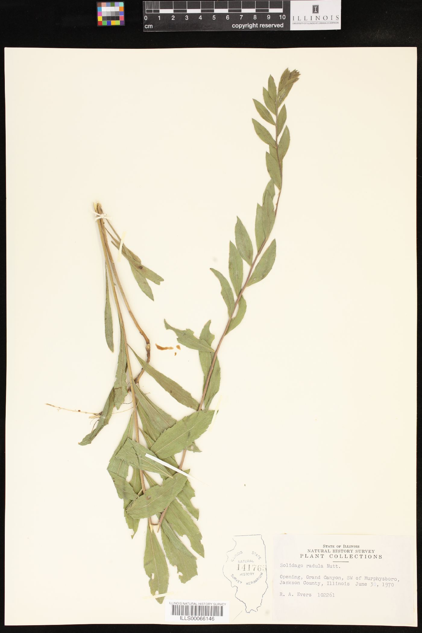 Solidago radula image