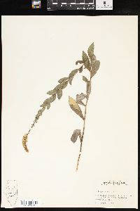 Solidago radula image