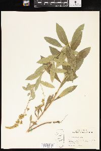 Solidago radula image