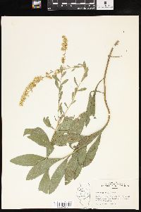 Solidago radula image