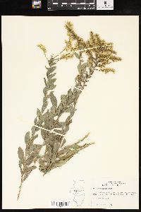 Solidago radula image