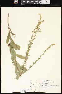 Solidago radula image