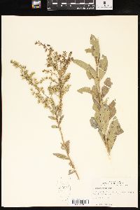 Solidago radula image