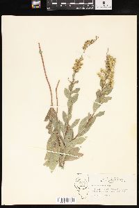 Solidago radula image