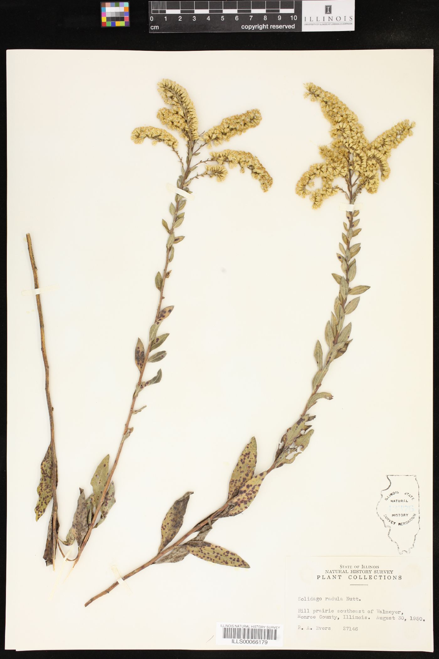 Solidago radula image