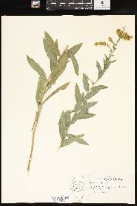 Solidago radula image