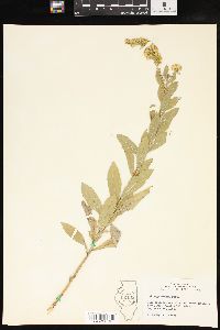 Solidago radula image