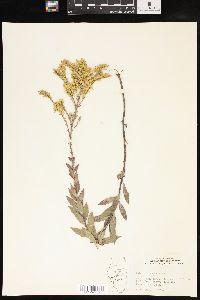 Solidago radula image