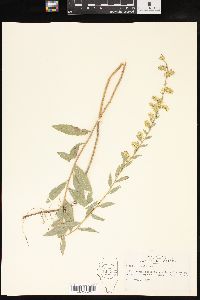 Solidago radula image