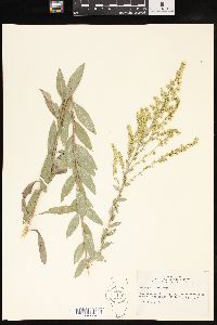 Solidago radula image