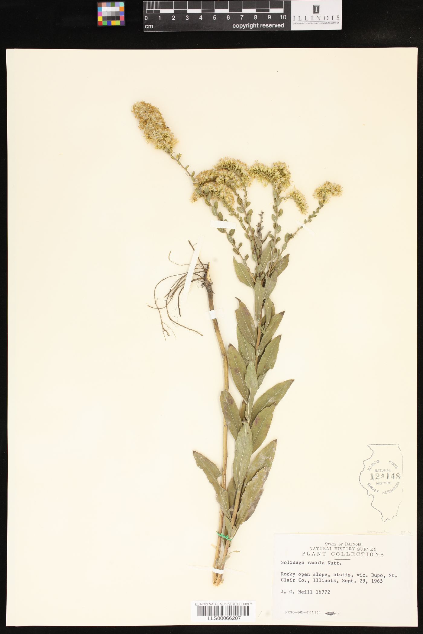 Solidago radula image