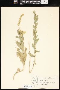 Solidago radula image